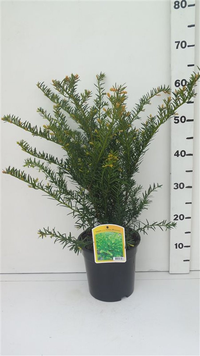 Taxus media 'Green Mountain' - C3 40-50 CM